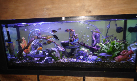 aquarium 120 gallons Cichlidés Africains