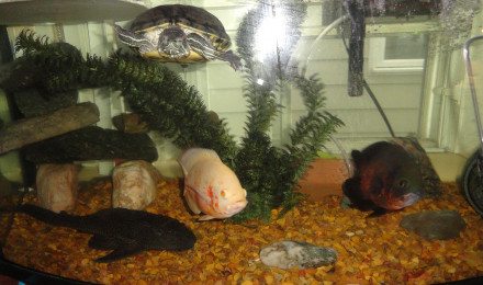 aquarium The BIG