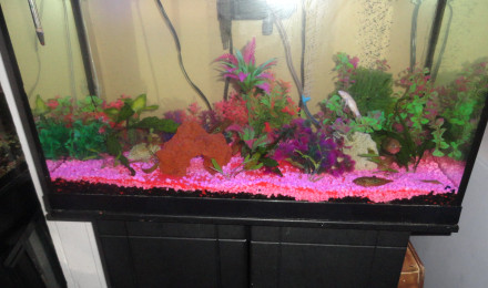 aquarium Jowell