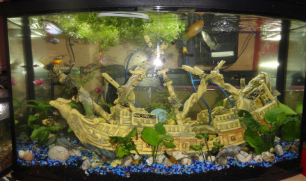 aquarium Tropicaux Tétra
