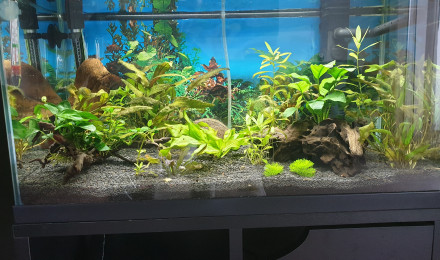 aquarium beta