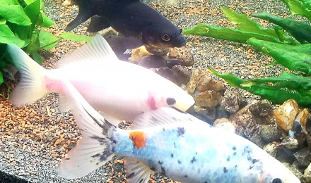 aquarium Le Cypriland