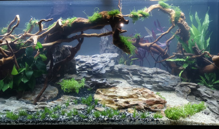 aquarium 180 L