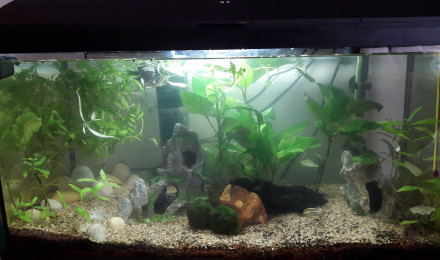 aquarium Irenaben