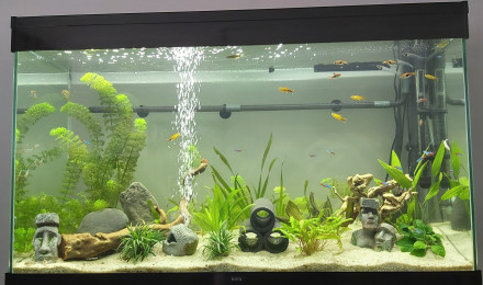 aquarium Premier aquarium évolution au bout de 6 mois