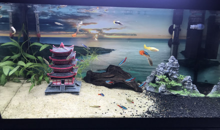 aquarium Aquarium montagne