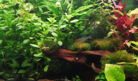 aquarium 60ltr Nanocube