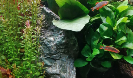 aquarium 60ltr.Nanocube 2