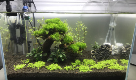 aquarium Bonsai