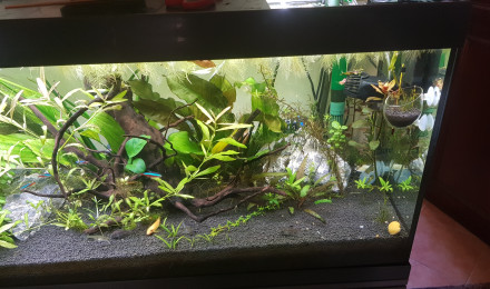 aquarium vivaline