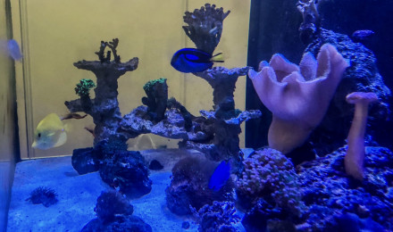 aquarium Recifal
