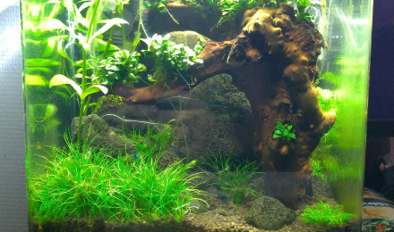 aquarium Shrimps tank