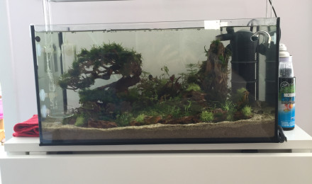 aquarium AQUA Beta smaragdina
