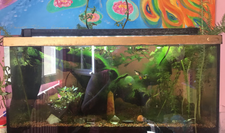 aquarium Tatian Amazonienne