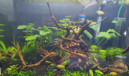 aquarium Bac 100L à tendance asiat