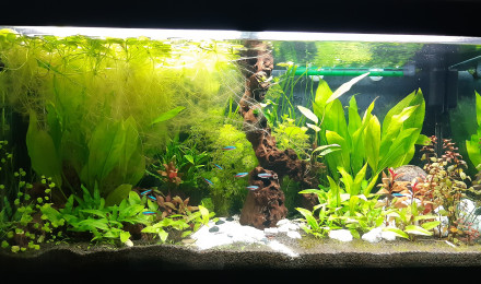 aquarium Aquarium Salon