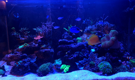 aquarium Debut 500l recifal