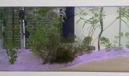 aquarium Aquarium crevettes