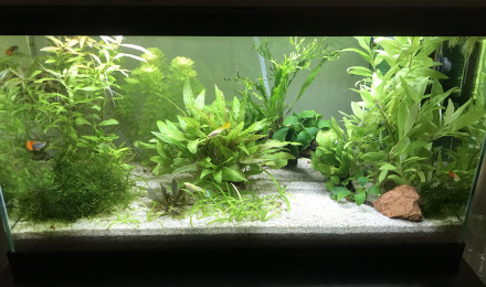 aquarium Petit coin des guppys