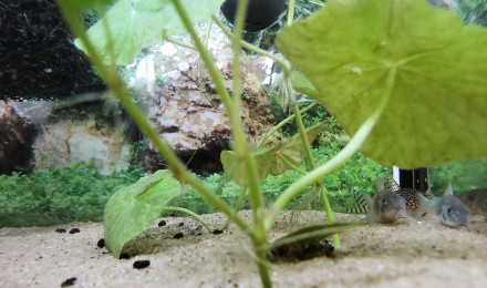 aquarium Désert et Sphinx
