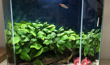 aquarium Aqua 30L