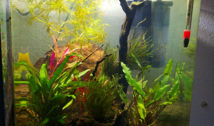 aquarium Nano 30l