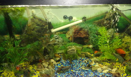 aquarium Sale caractère