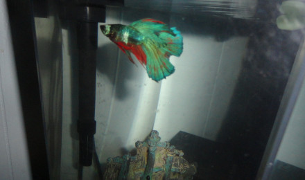 aquarium Arthur le betta