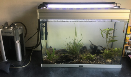 aquarium 150L Thême japonais