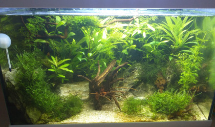 aquarium Colonie Magick blue