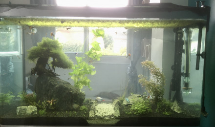 aquarium Chambre Jade