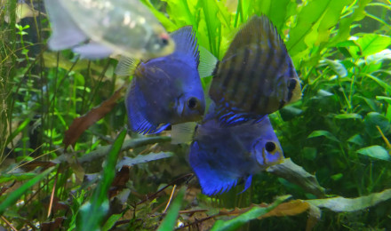 aquarium Amazonien