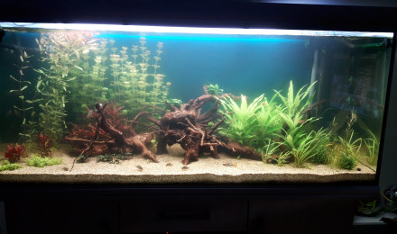 aquarium 500L. Amazonien