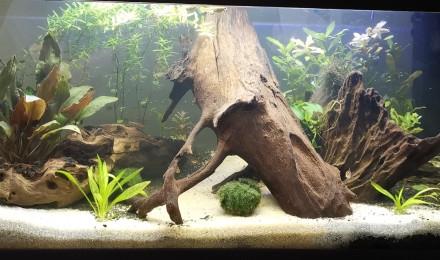 aquarium 80l CIANO