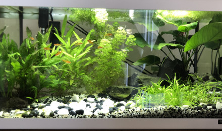 aquarium Premier aquarium 54L