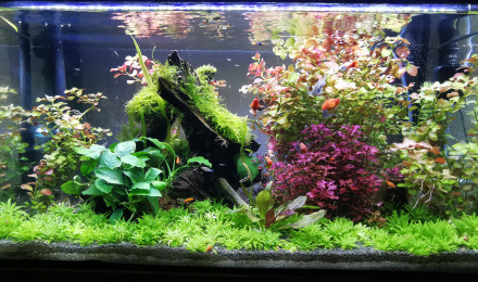 aquarium Platynium