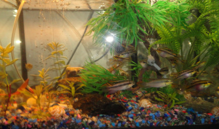aquarium Kribensis mature