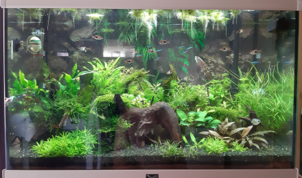 aquarium Communautaire 160L
