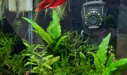 aquarium Nano 20 LITRES