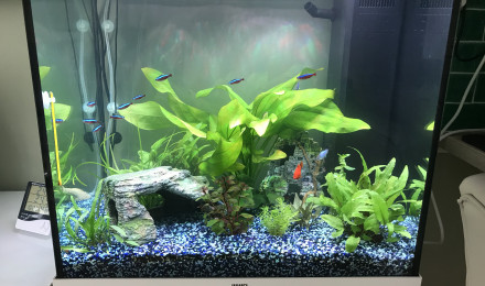 aquarium Tropique