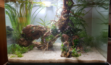 aquarium nano cave