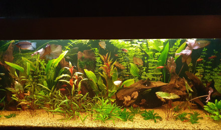 aquarium 450L brut