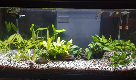 aquarium 58L guppys