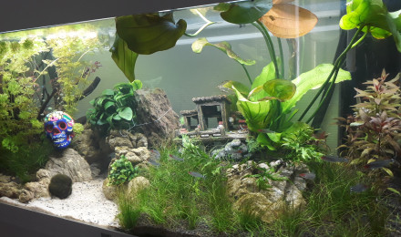 aquarium Canyon Amazonien