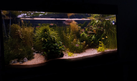 aquarium 180l