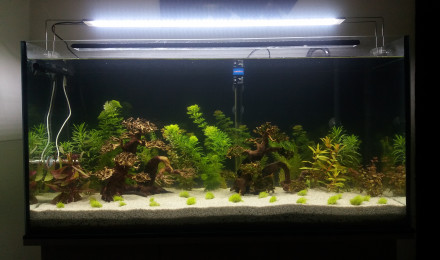 aquarium Aquarium Zen