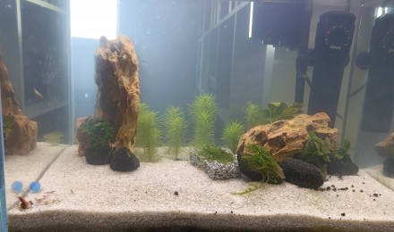 aquarium Red cherry 24l