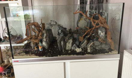aquarium AQUAmichelSCAPING