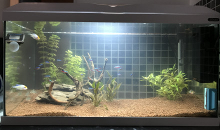 aquarium Aquarium 50L