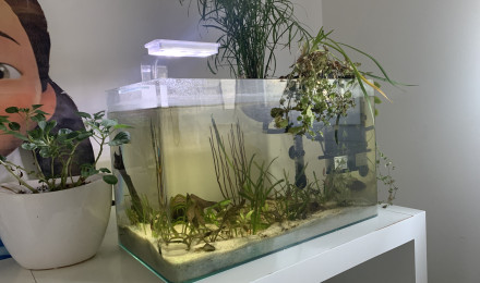 aquarium Clear 50 Bac Maternité